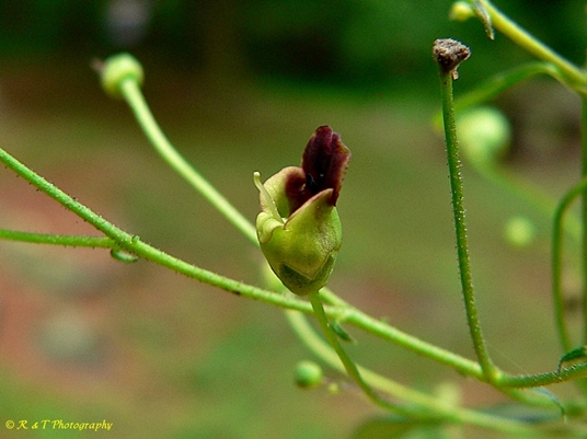 {Scrophularia marilandica}